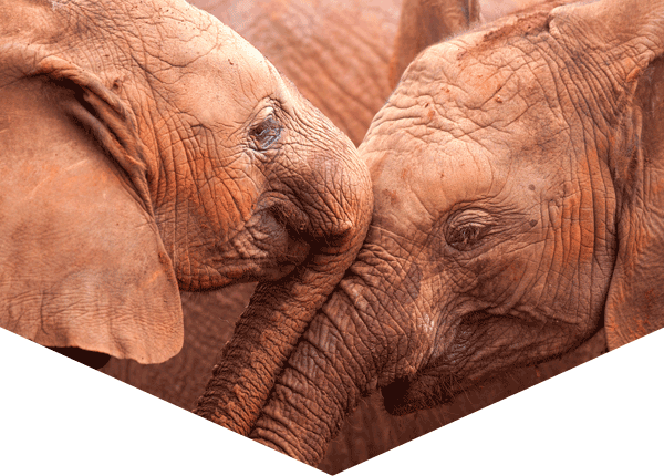 two elephant calves, touching trunks