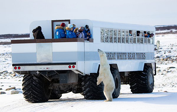 Polar bear looking up at polar rover with travelers