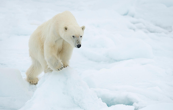 A polar bear climbs an ice mound