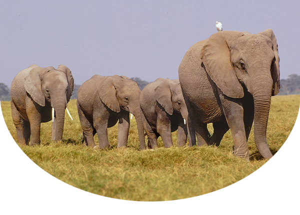 African elephant herd