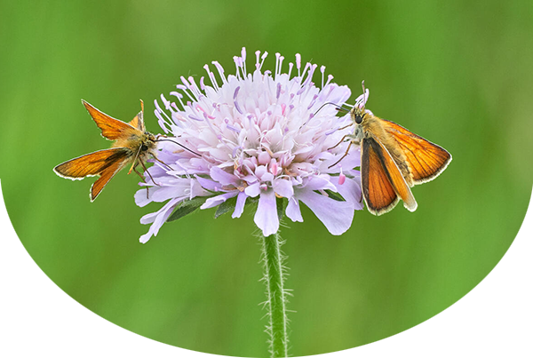 Male and female small skippers sharing field scabious in a species rich flower meadow in Wiltshire, UK.