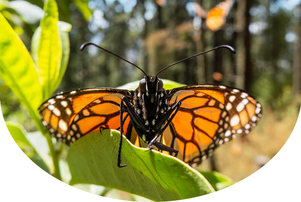 Monarch butterfly resting on a leaf