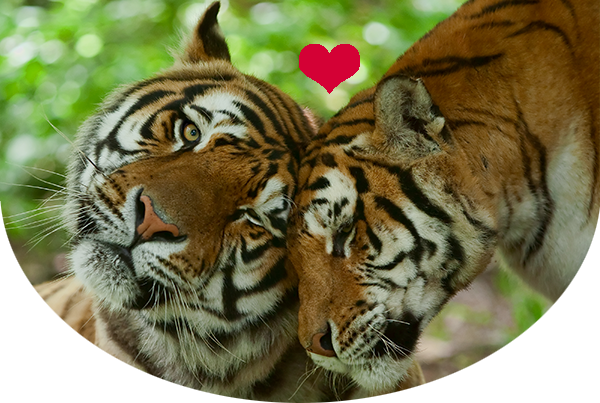 A male and a female tiger nuzzling with a heart on top