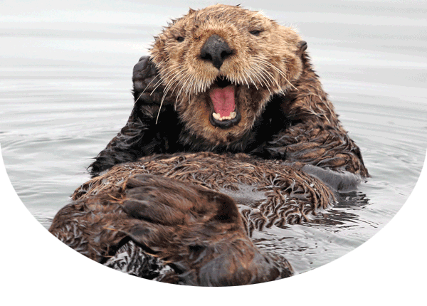 sea otter with its mouth open