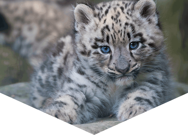 snow leopard cub