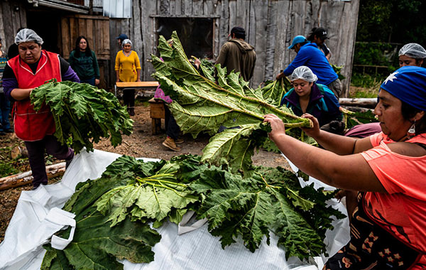 Huilliche families prepare a curanto, one of the oldest continually-practiced food traditions in the Americas