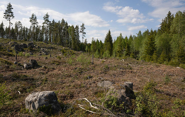 Area of deforested land on a hillside