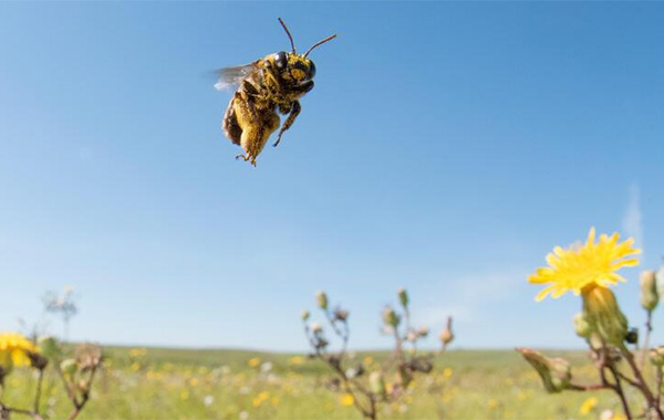 Honeybee flying over yellow flowers