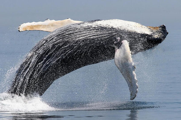 Humpback whale jumping out of water