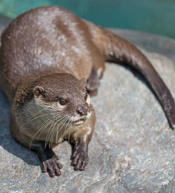 river otter sitting on a rock