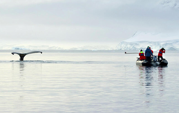 Whale fluke and boaters on the water