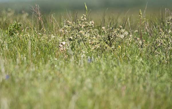 landscape showing green vegetation and a bird looking at the camera 