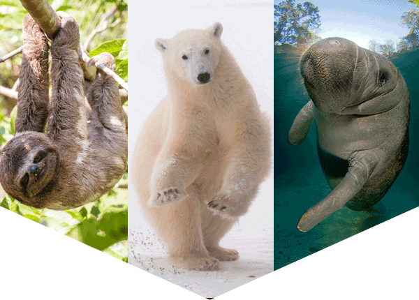 photos of a sloth, polar bear and Florida manatee