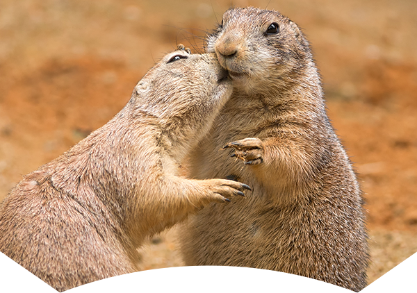 capybara looking left