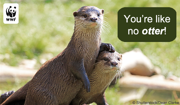 two otters and copy that says 'you're like no otter!'