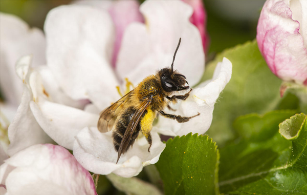 Bee resting on a flower