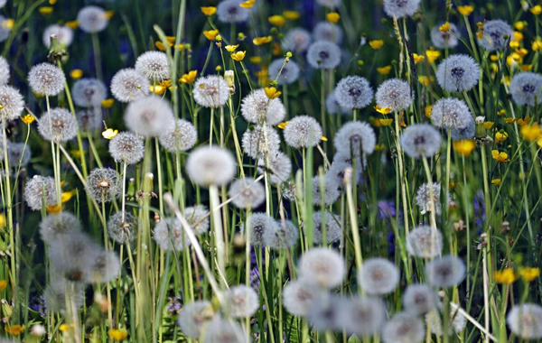 Dandelion field