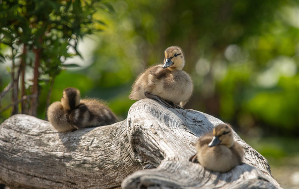 Mallard ducklings