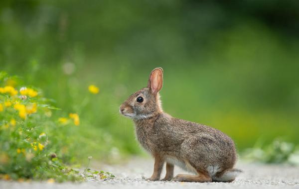 Cotton-tailed rabbit next to a flowerbush