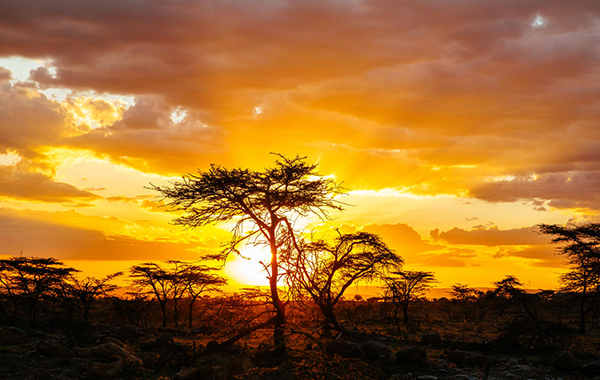 Sunset in front of a landscape in Kenya with big trees