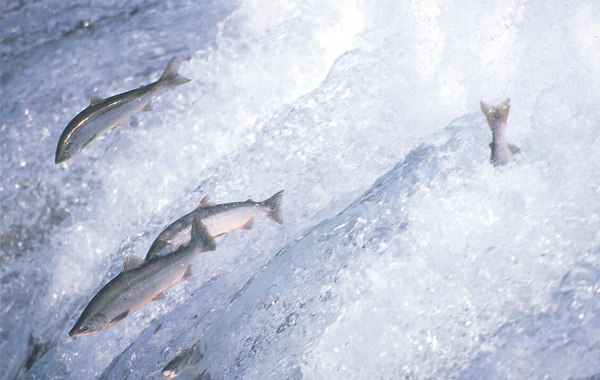 Sockeye salmon jumping  out of water in Alaska