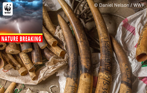 Elephant tusks with Nature Breaking podcast logo on top