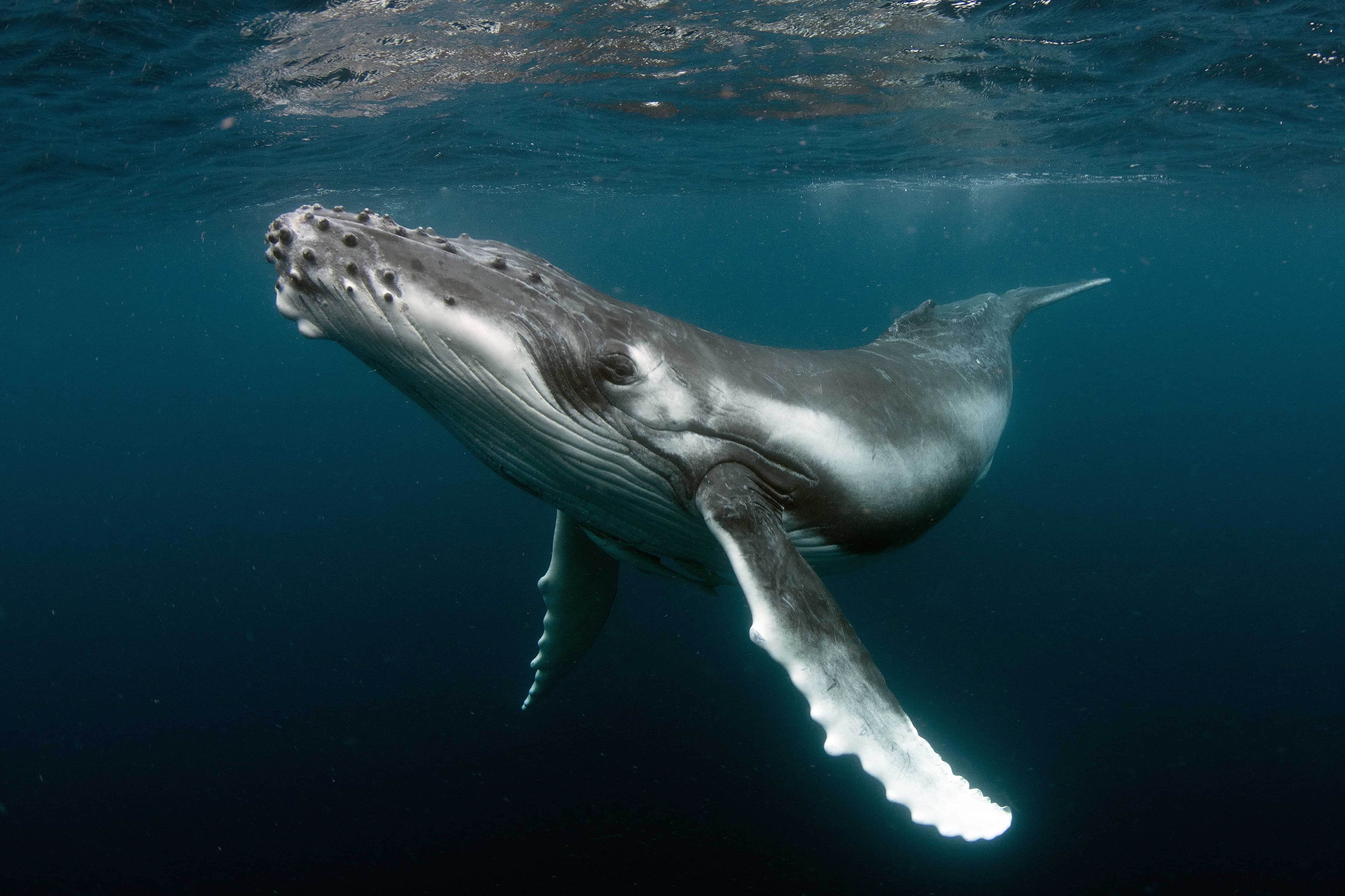 A humpback whale swimming underwater