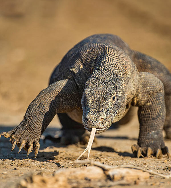 Komodo dragon