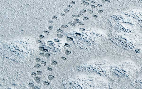 footprints in the snow