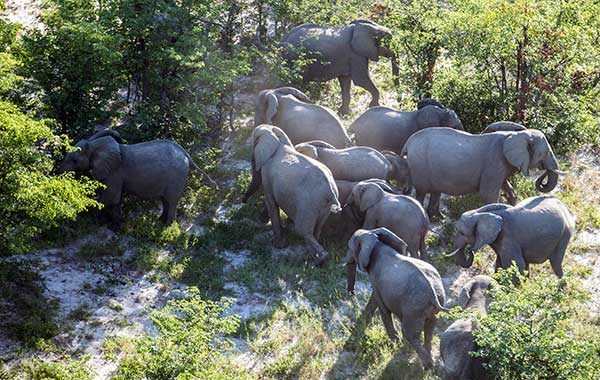 aerial view of a group of forest elephants