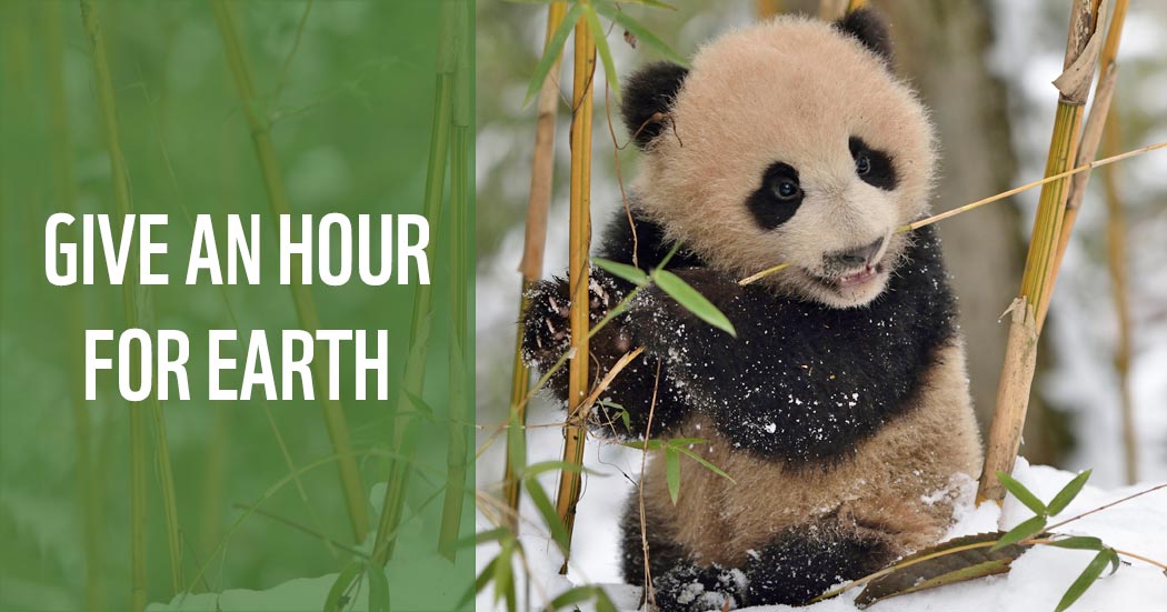 Giant panda cub eating bamboo