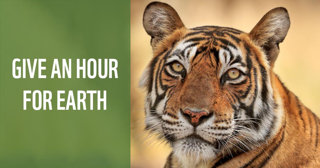 Closeup of a tiger
