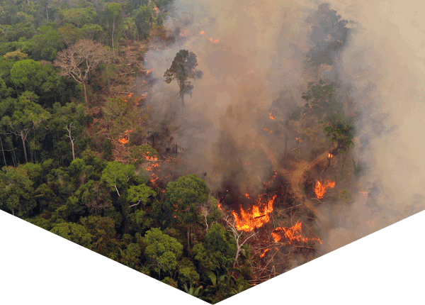 fire and smoke amid trees