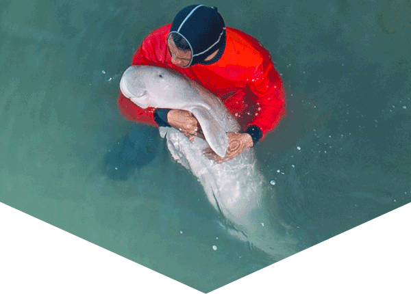 Marium, an orphaned dugong, being held by a caretaker