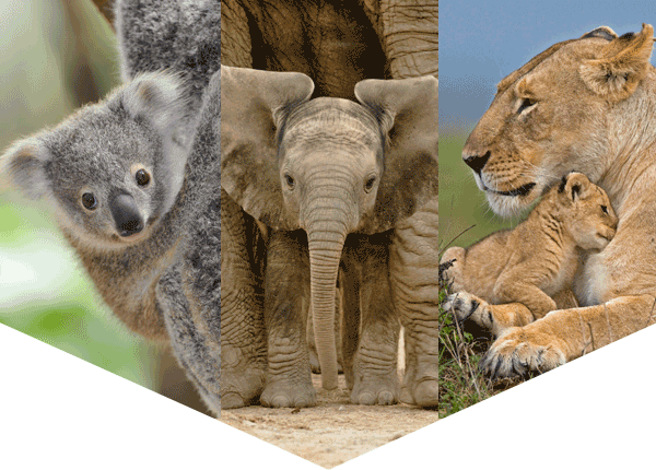 photos of a koala, African elephant calf, and mother lion with cub