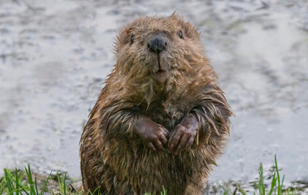 Beaver sitting up and looking at the camera - there is a body of water and grass in the background