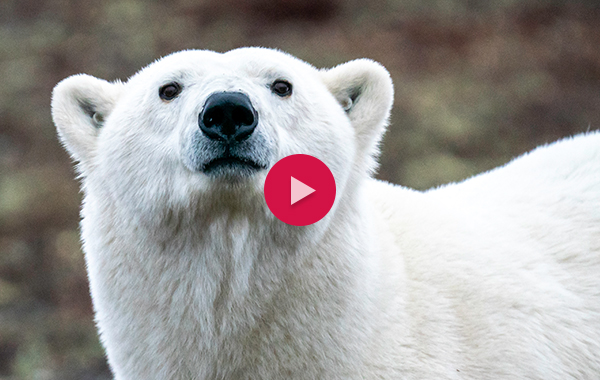 Polar bear with red video play button over it