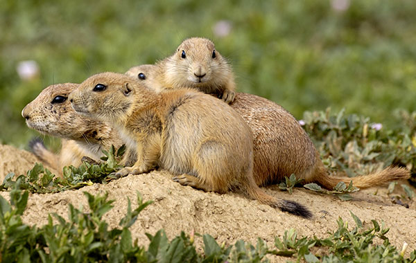 prairie dogs