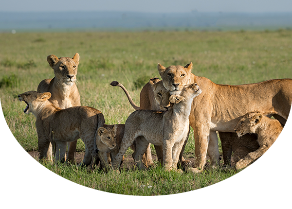 Group of adult and young lions standing close together