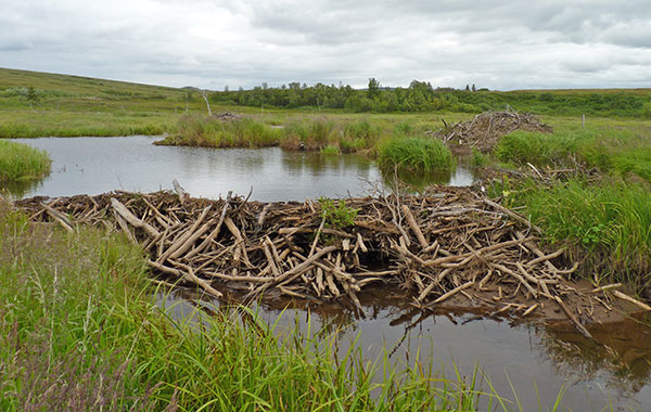 pond amid grasses with a structure made of pieces of wood