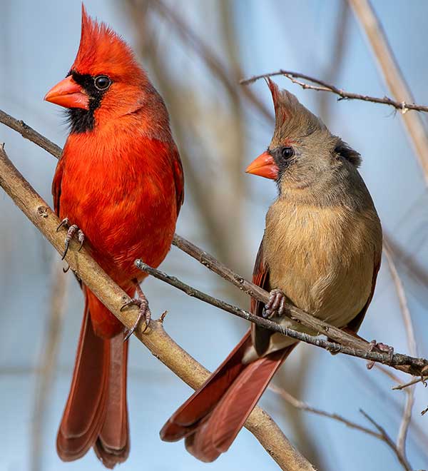 male northern cardinal on left, female on right