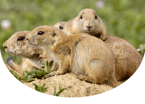 Group of prairie dogs