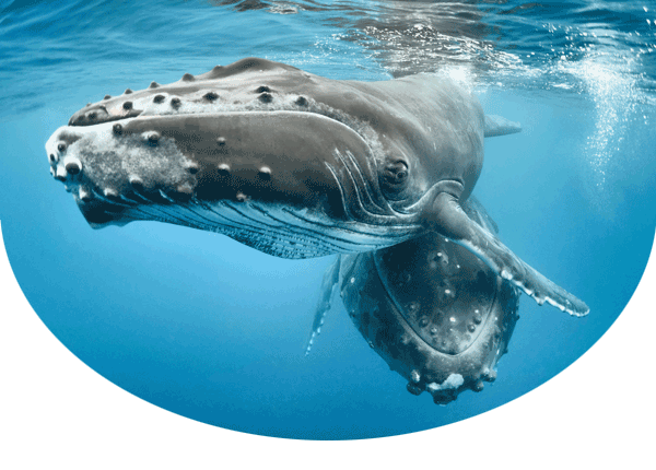  Humpback whale calf with his mother