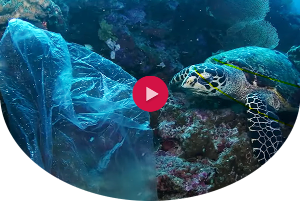 Turtle underwater with plastic bag