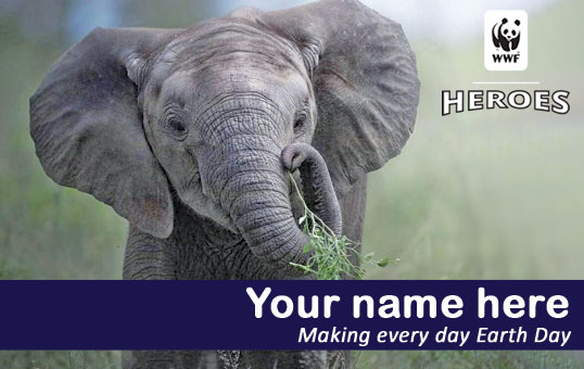 elephant membership card