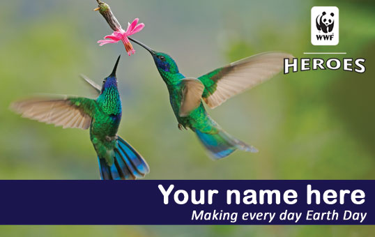 hummingbird member card