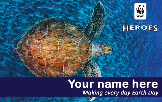 sea turtle membership card