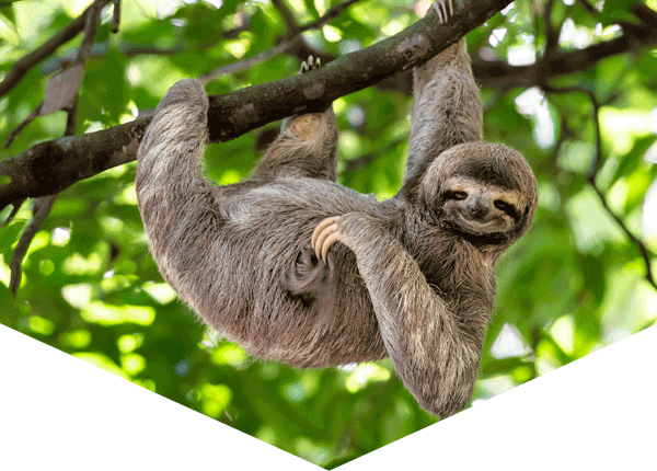 brown-throated three sloth hanging from a branch