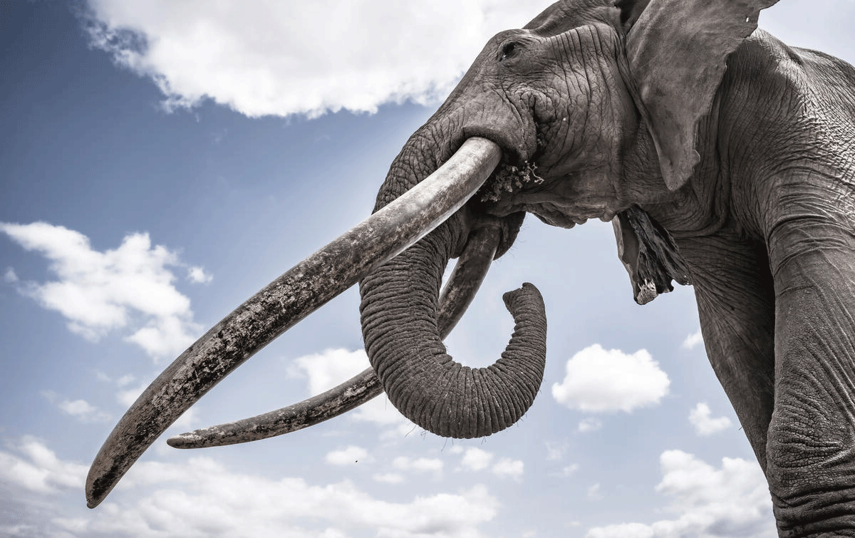 African elephant with super tusks weighing more than 100lb each