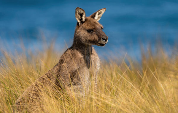 Kangaroo looking out over grassland